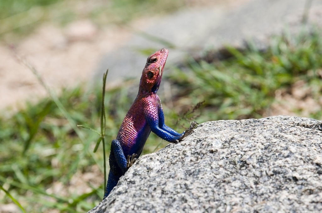 Serengeti Elephant Firben03.jpg - Red-headed Rock Agama (Agama agama), Tanzania 2006